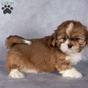Cocoa, Shih Tzu Puppy